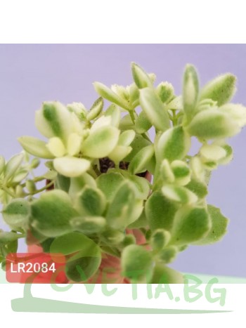Котиледон(Cotyledon ladismithiensis variegated)